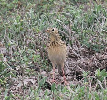 Sprague's Pipit - November 12, 2011