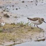 Non-breeding plumage - September 8.