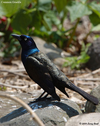 Common Grackle