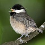 Fledgling - Durham, North Carolina, US - April 27, 2008