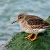 Purple Sandpiper