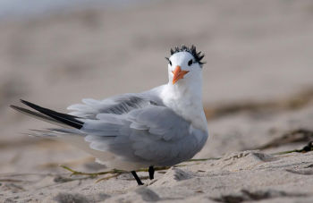 Royal Tern