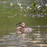 Female