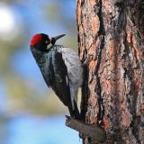 Female - Kohl's Ranch, Tonto National Forest, Gila Co., Arizona.