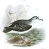 Little Shearwater