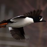 Male in flight