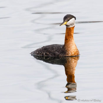 Breeding plumage - Blaine, WA, USA - April 2011