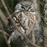 Boreal Owl