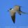 Sooty Tern