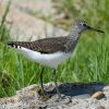 Green Sandpiper