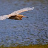 In flight