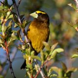 male near coniferous forest on the Banks of Upper Klamath Lake in Southern Oregon - May 2009