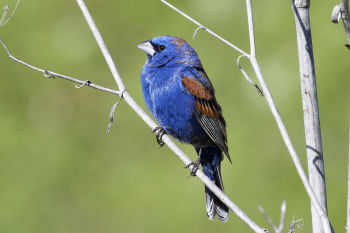 Male Blue Grosbeak