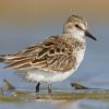 Semipalmated Sandpiper