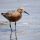 Red Knot