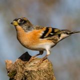 Male Brambling in fall plumage