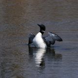 Common Loon