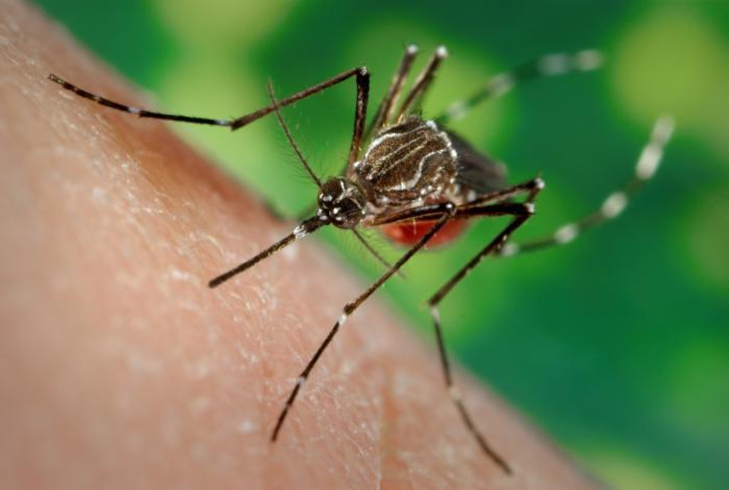 Encontrado foco do Aedes aegypti em Herval d’Oeste