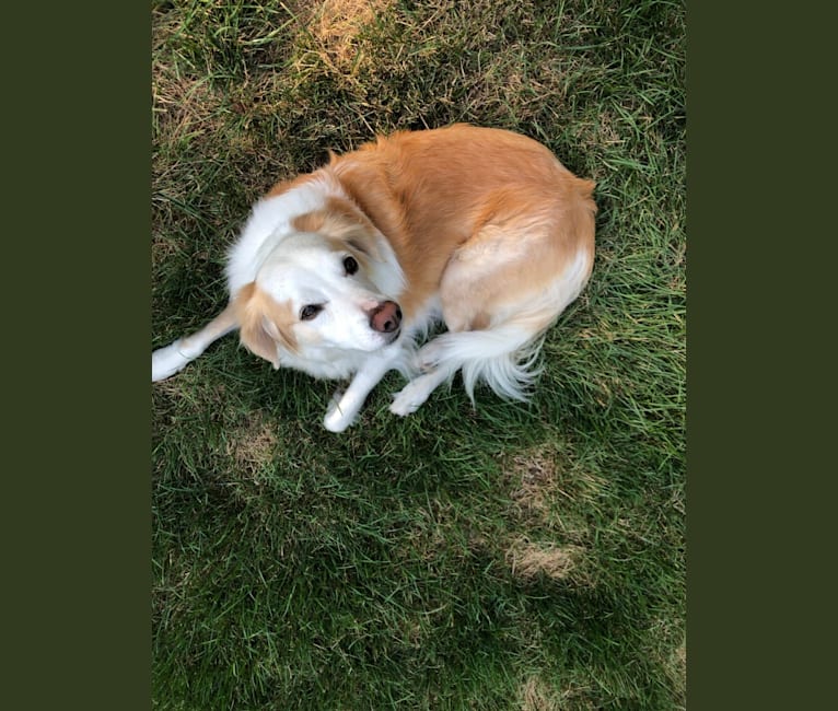 Edgar, a Labrador Retriever and Russell-type Terrier mix tested with EmbarkVet.com
