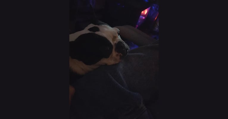 Venus, a Boston Terrier tested with EmbarkVet.com