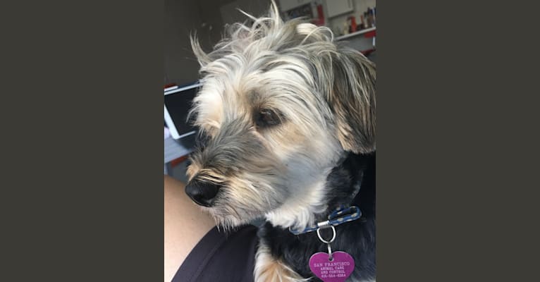 Lexi, a Yorkshire Terrier and Pomeranian mix tested with EmbarkVet.com