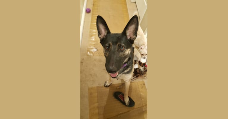 Cleo, a German Shepherd Dog and Belgian Malinois mix tested with EmbarkVet.com