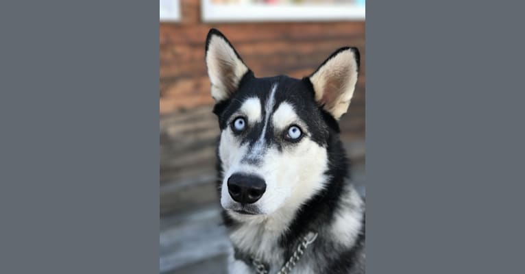 Kyzer, a Siberian Husky and Alaskan Malamute mix tested with EmbarkVet.com