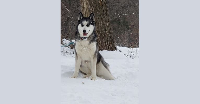 Lakie, a Siberian Husky tested with EmbarkVet.com