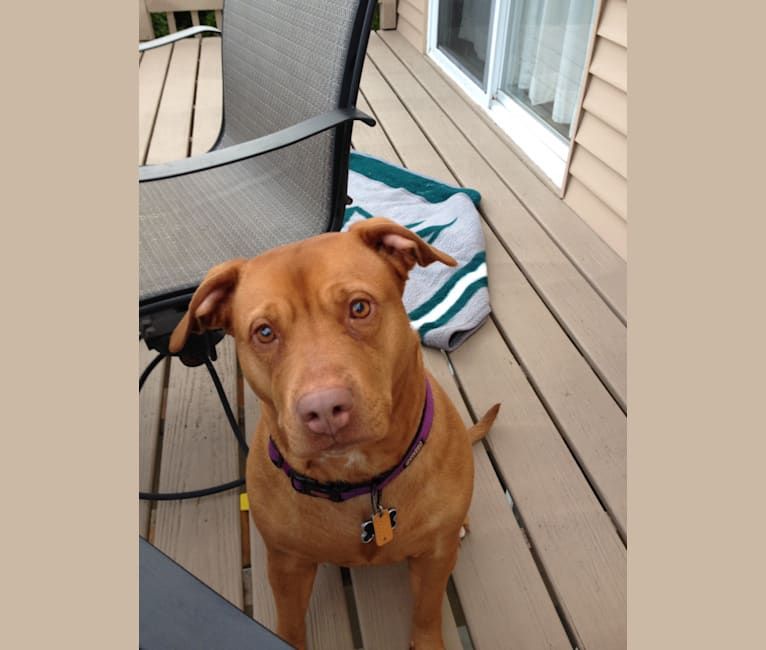 Embark Dog DNA Test Breed