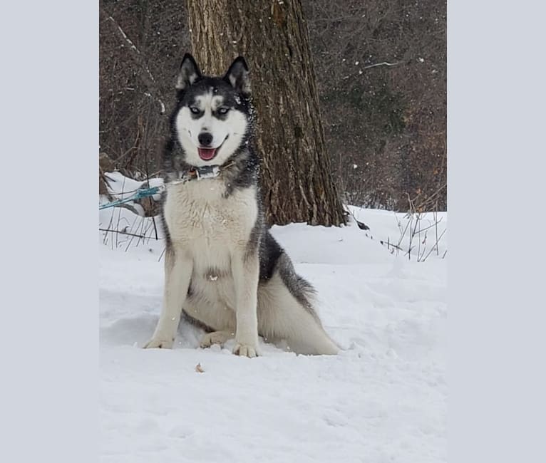 Lakie, a Siberian Husky tested with EmbarkVet.com