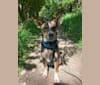 Oscar, an Australian Cattle Dog and German Shepherd Dog mix tested with EmbarkVet.com