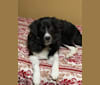Lani, a Great Pyrenees and Australian Cattle Dog mix tested with EmbarkVet.com