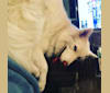 Riley, a Siberian Husky tested with EmbarkVet.com