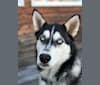 Kyzer, a Siberian Husky and Alaskan Malamute mix tested with EmbarkVet.com