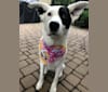 Zoey, a Dalmatian and German Shepherd Dog mix tested with EmbarkVet.com