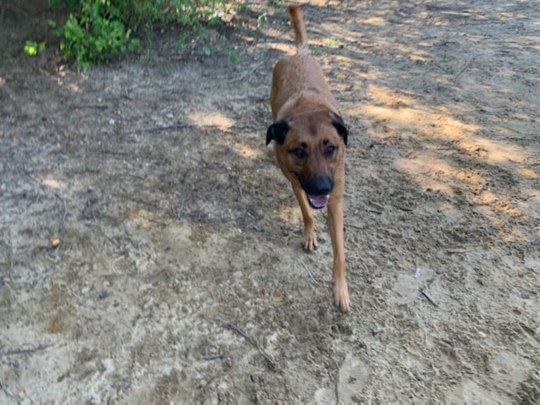 Vito, a Dutch Shepherd and Belgian Malinois mix tested with EmbarkVet.com