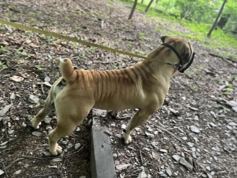 Gobi Boland, a Boerboel tested with EmbarkVet.com