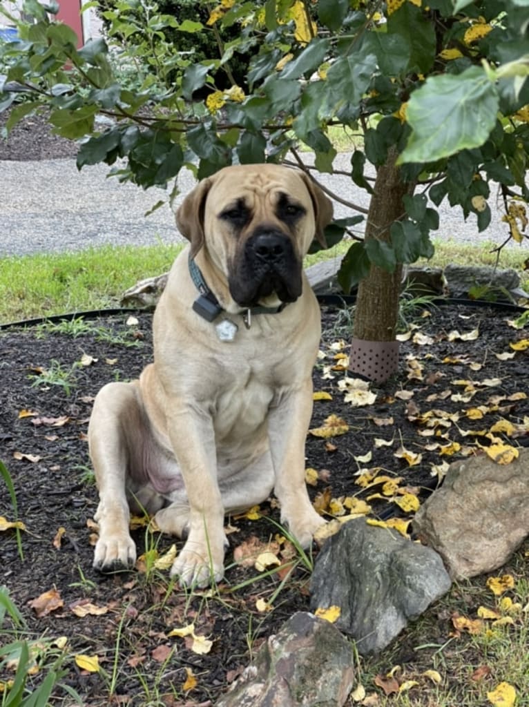 Gobi Boland, a Boerboel tested with EmbarkVet.com