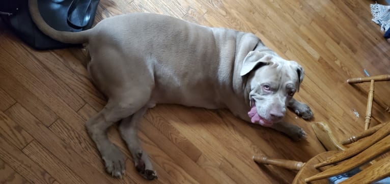 Garm, a Neapolitan Mastiff and Cane Corso mix tested with EmbarkVet.com