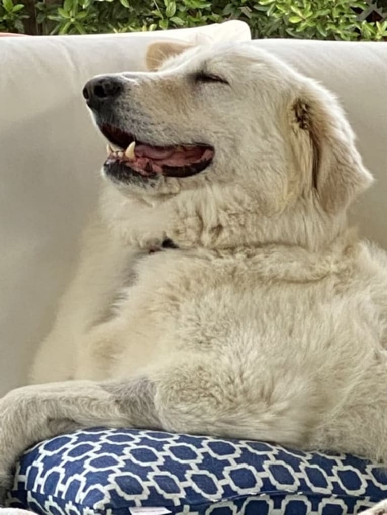 Falkor, a Great Pyrenees and Great Dane mix tested with EmbarkVet.com