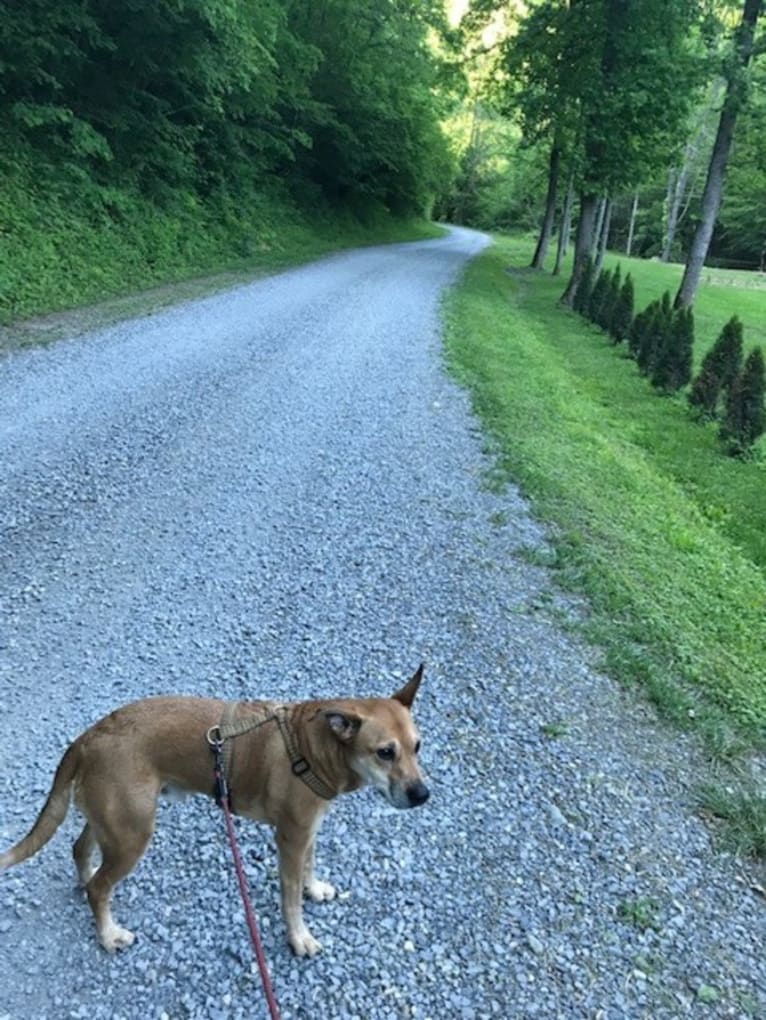 Rocco, an Australian Cattle Dog and American Pit Bull Terrier mix tested with EmbarkVet.com