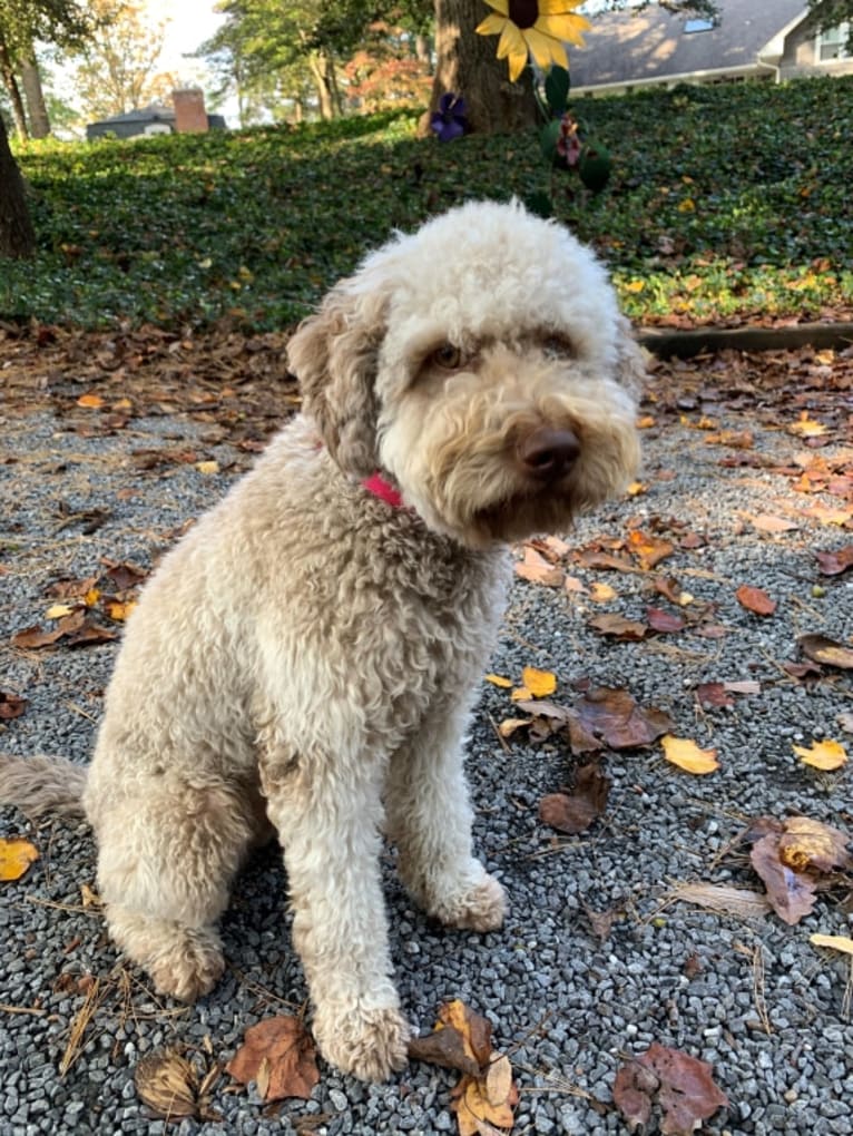 Rosie, a Lagotto Romagnolo tested with EmbarkVet.com