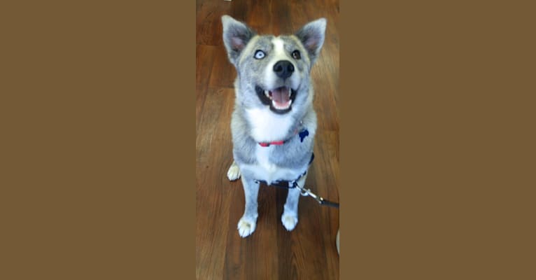 Sam, a Siberian Husky and Treeing Walker Coonhound mix tested with EmbarkVet.com