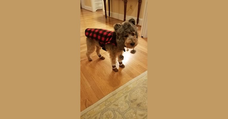 Riley, a Welsh Terrier tested with EmbarkVet.com