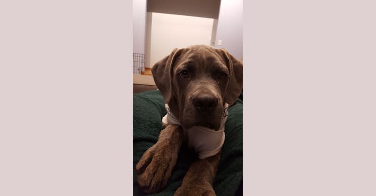 Embark Dog Dna Test Breed