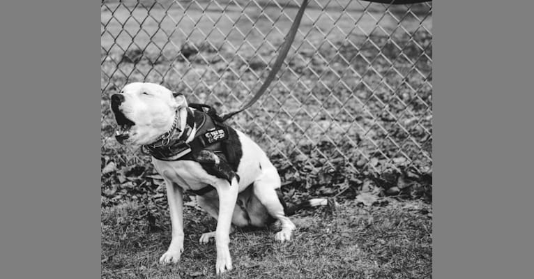 June, an American Pit Bull Terrier tested with EmbarkVet.com