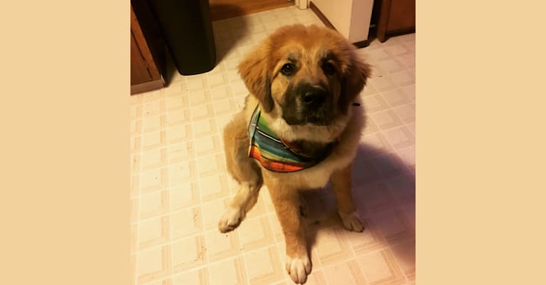 embark dog dna test breed