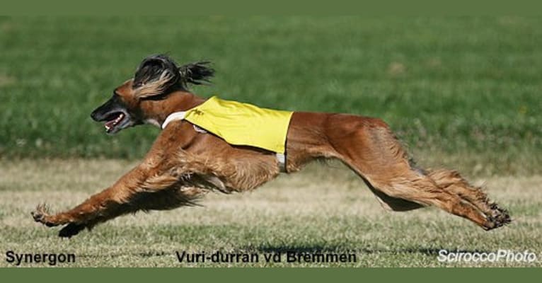 Vuri, an Afghan Hound tested with EmbarkVet.com