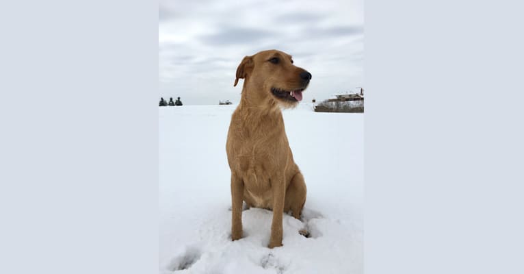mezcla de laboratorio airedale terrier