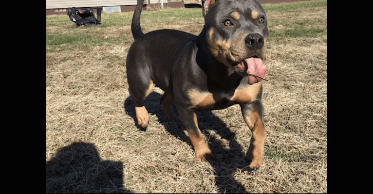 Blueberry, an American Bully tested with EmbarkVet.com